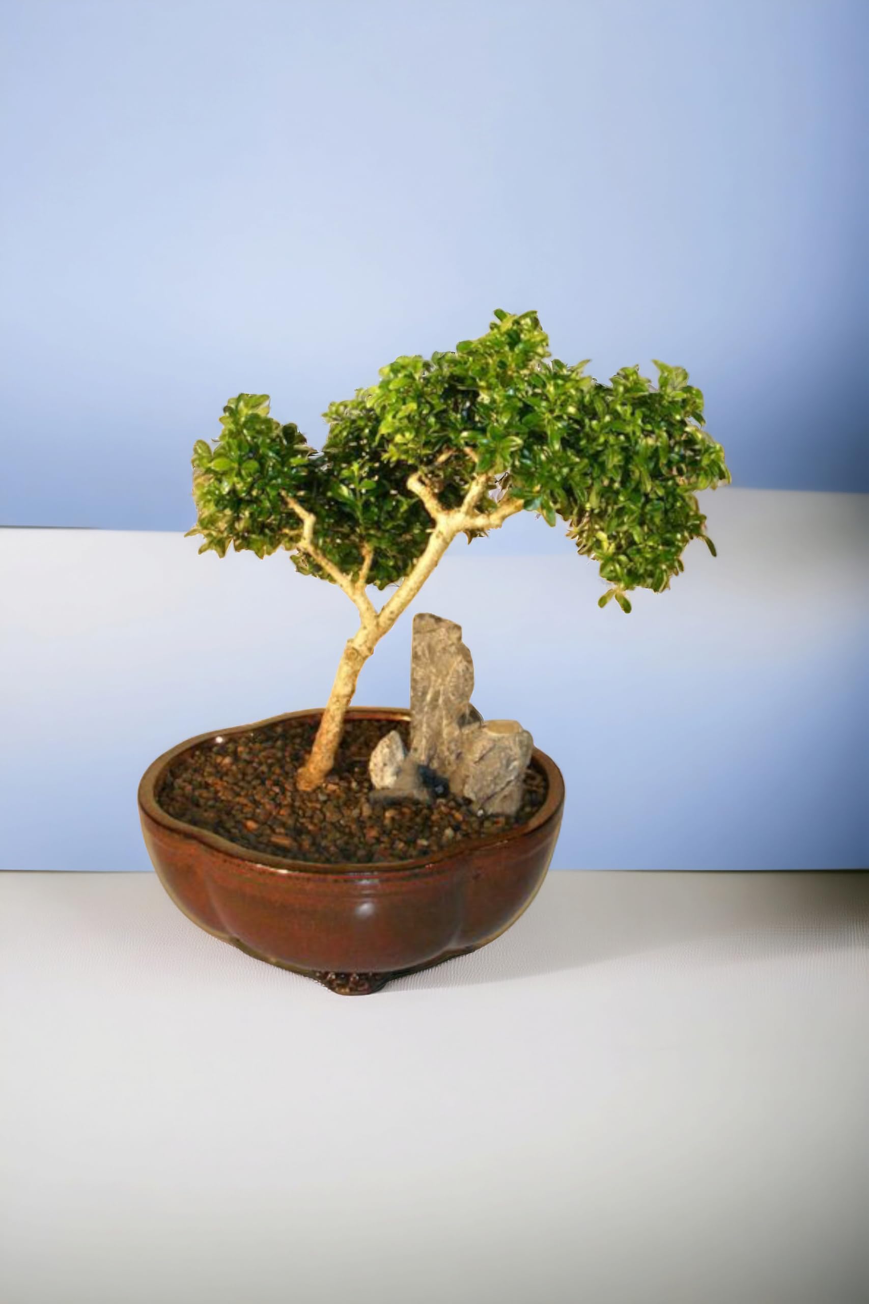 Ficus bonsai plants live,Japanese boxwood bonsai plant 5 Years old (Pack of 1 With pot)-image-43