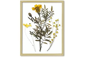 Frametory, the Exquisite Pressed Flower Display Frame