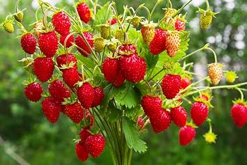 Seeds Alpine Strawberry Four Seasons Everbearing Berries Indoor Non GMO Fruits for Planting
