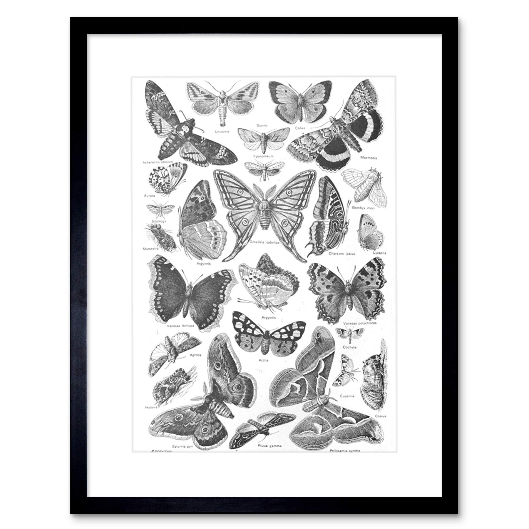 Wee Blue Coo SCIENTIFIC BUTTERFLY MOTH BLACK WHITE DRAWING BLACK FRAMED ART PRINT B12X7757