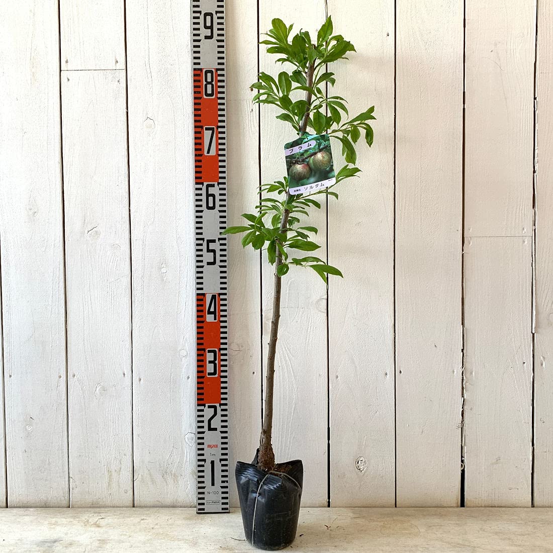 Amazon.co.jp: スモモ 苗木 ソルダム 12cmポット苗 すもも 苗 李 : DIY