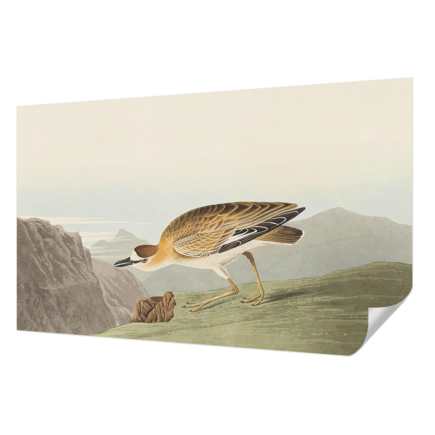 Papier peint adhésif panoramique mural décoration salon oiseau Tulup