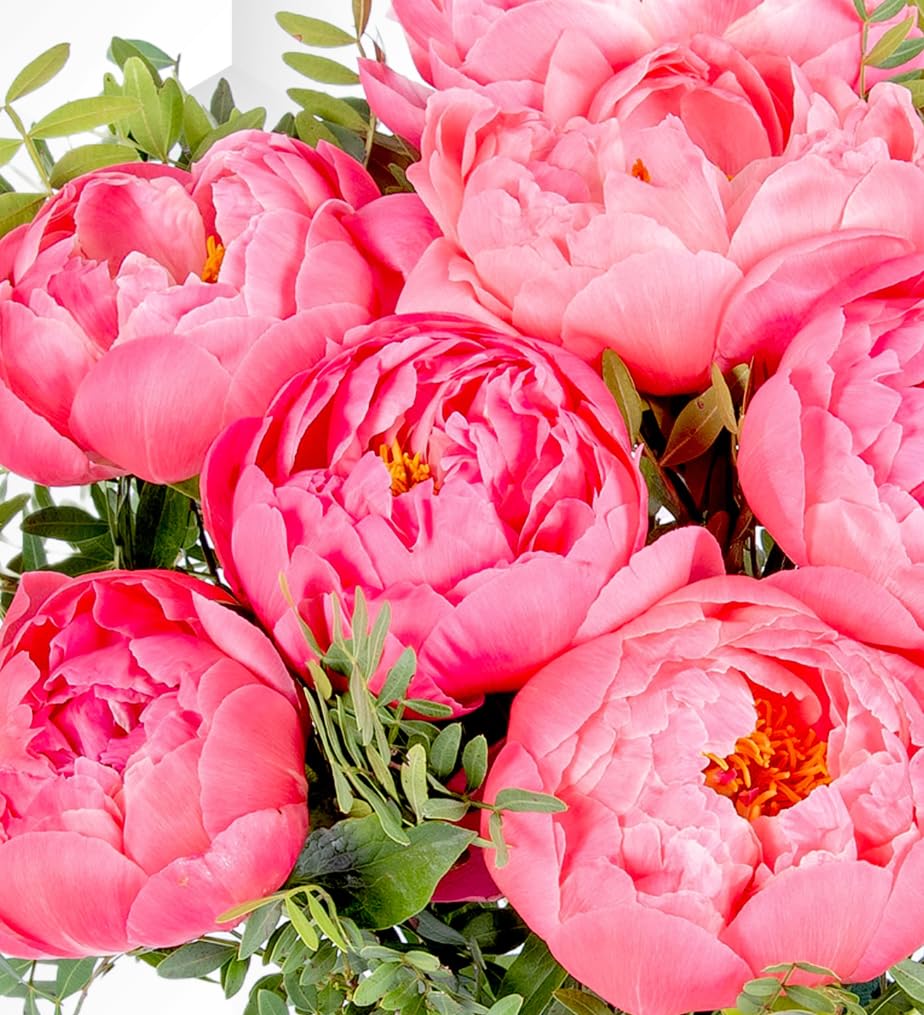 Bouquet de Pivoines Fraîches Livré à la Main - Composition Florale Élégante avec Expédition le Lendemain