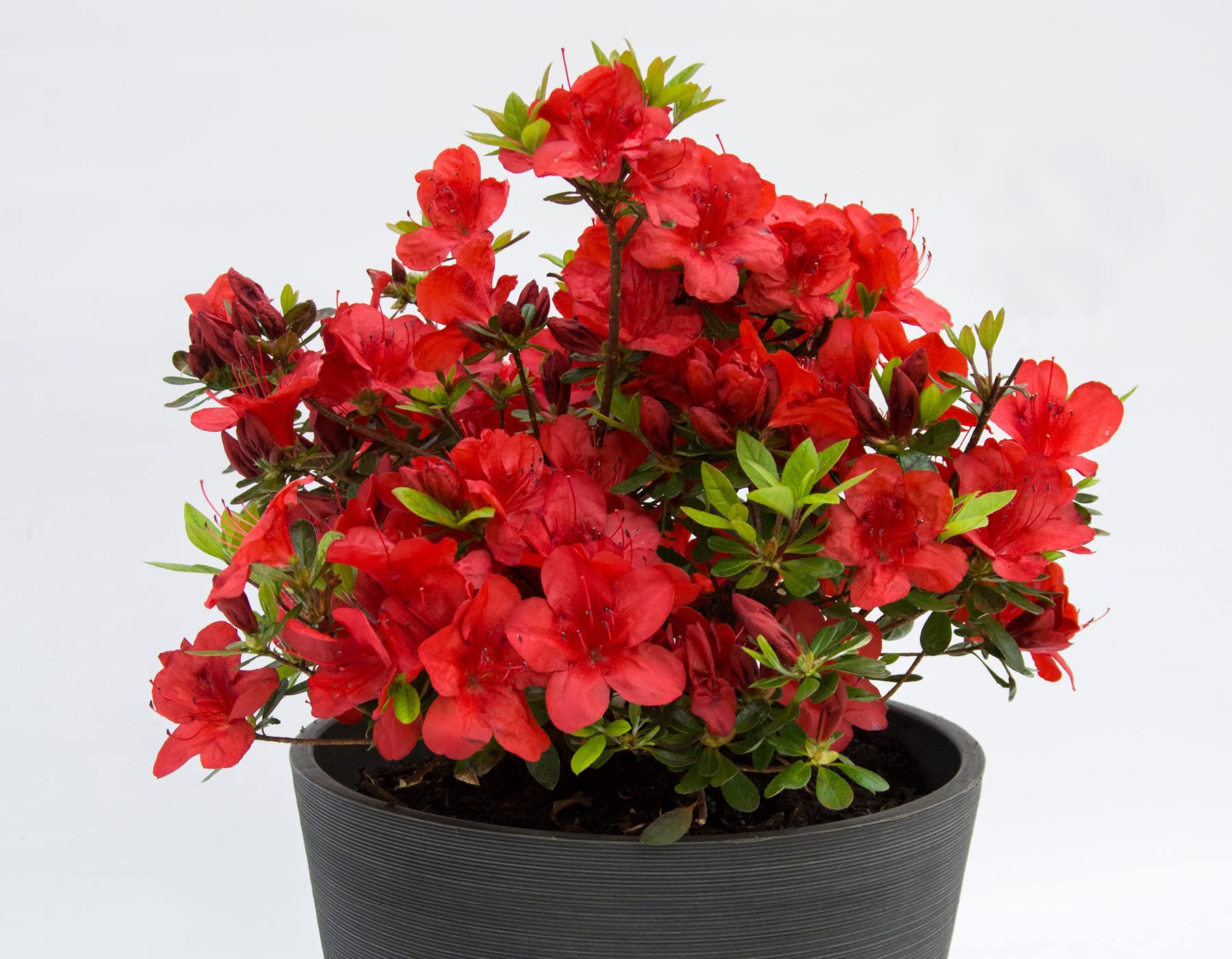 Athidhi Garden Candy Red Bush Azalea Flower Live Healthy Plant (B0C7TJSJTS) Amazon Price History, Amazon Price Tracker