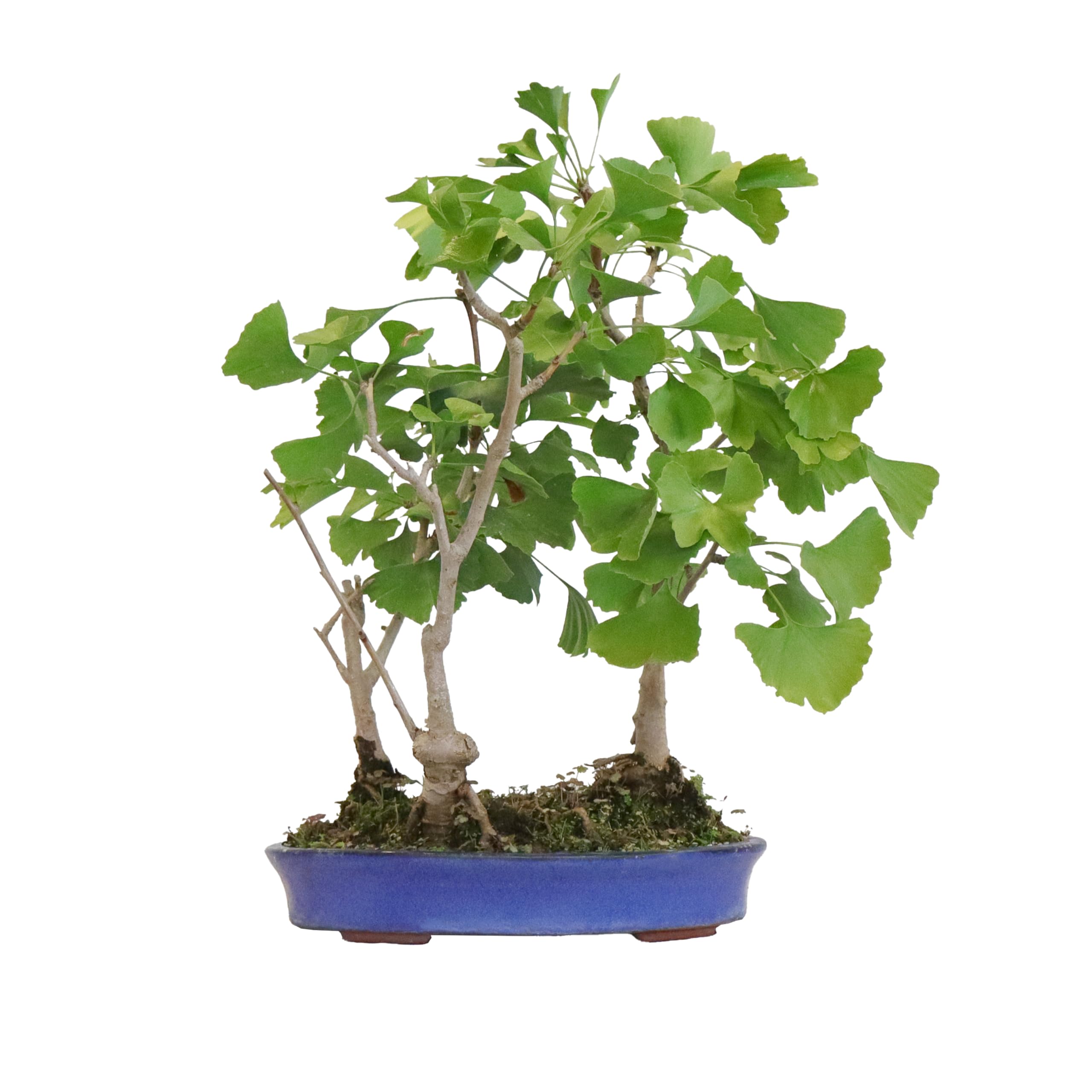 KENTIS - Bonsái Ginkgo Biloba en Arbolado Con 3 Plantas - Bonsái Auténtico Para Exterior - Altura 45/50 cm Maceta Ø 33 cm