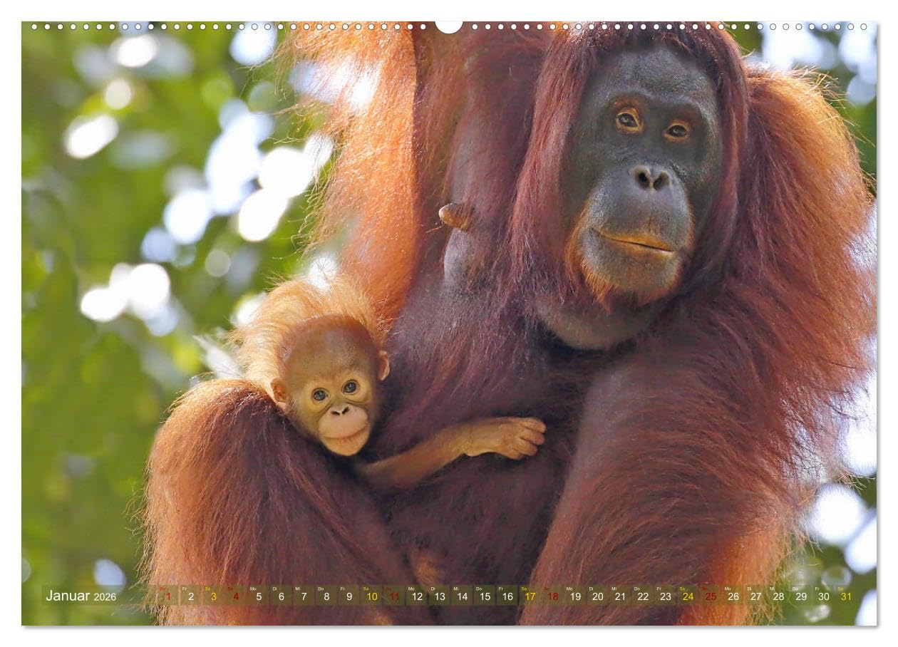 Waldmenschen - Orang Utans auf Borneo (hochwertiger Premium Wandkalender 2026 DIN A2 quer), Kunstdruck in Hochglanz: Orang Utans - Begegnungen auf Borneo (CALVENDO Tiere)