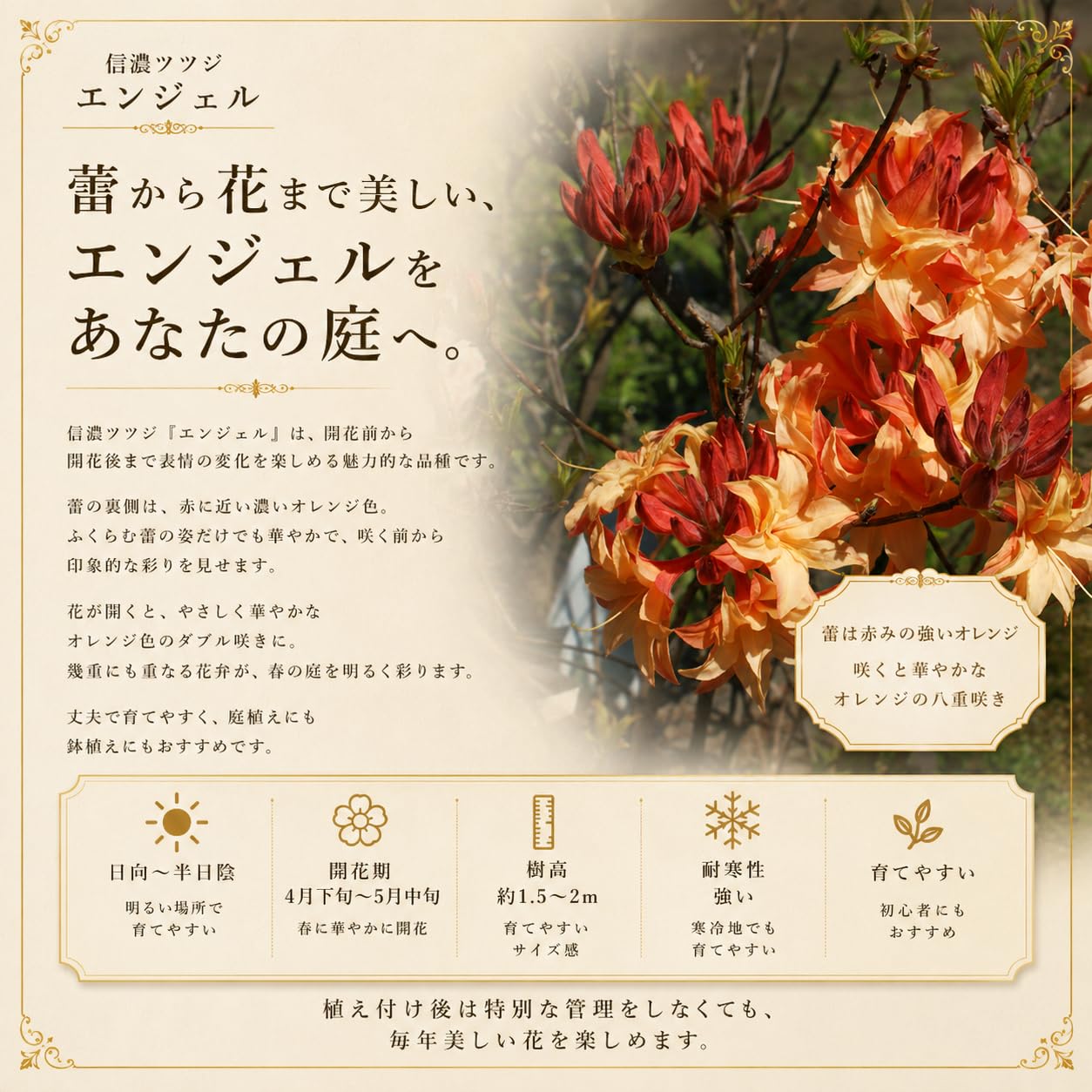 Amazon.co.jp: 八重咲き 信濃 ツツジ 苗 苗木「 エンジェル 」挿木2