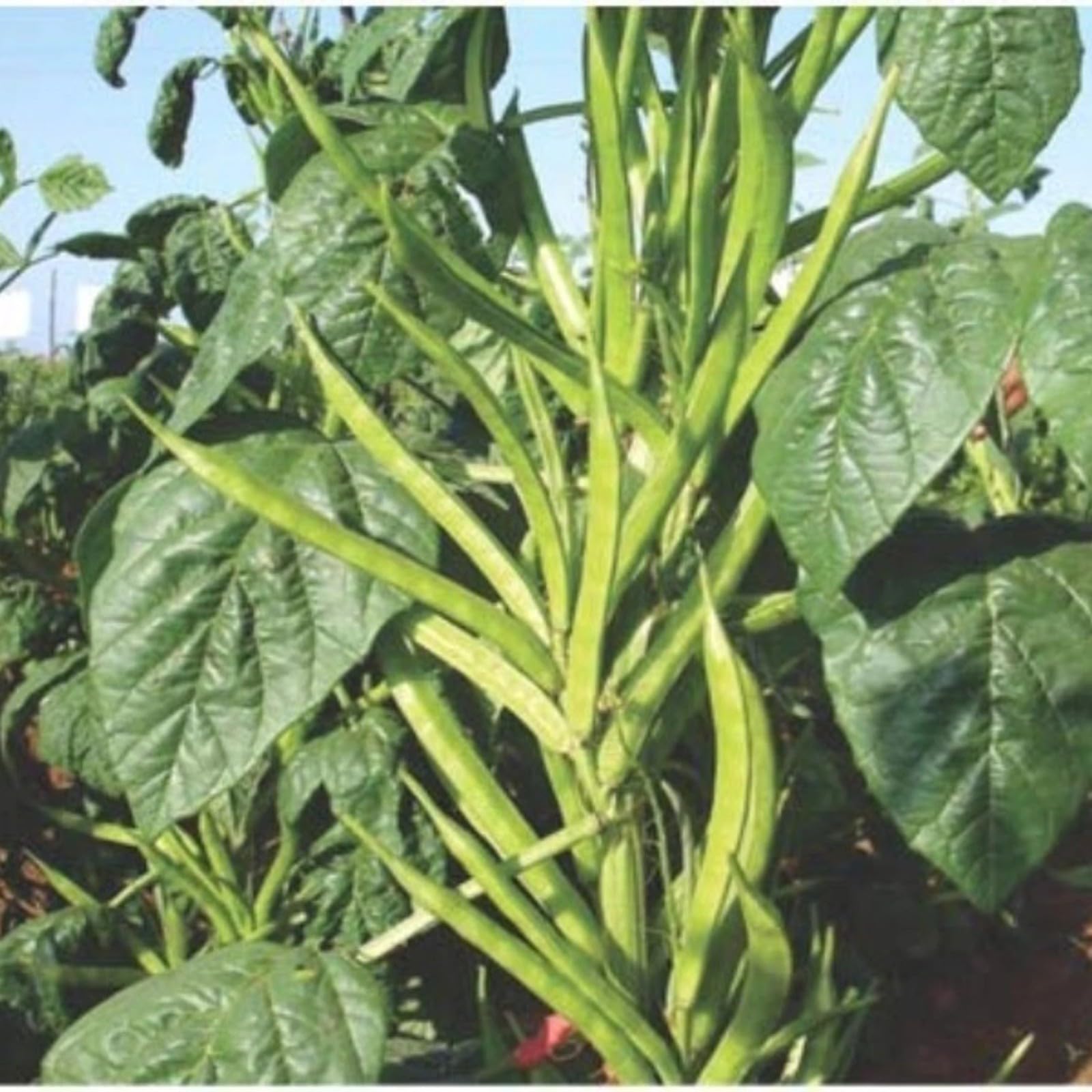 High Yield Hybrid Variety PUSA NAVBAHAR - Guar/Cluster Bean Seeds (Pack of 200 seeds)-picture-11