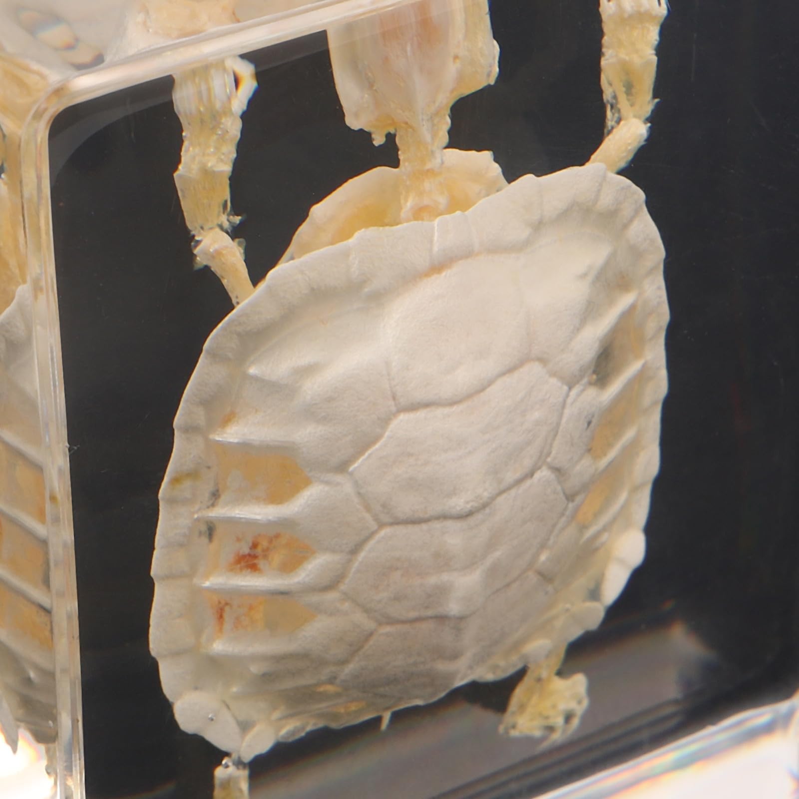 Ipetboom Brazylijski okaz żółwia: Żółw kolekcjonerski w akrylu – kość zwierzęca do laboratorium biologicznego, edukacji naukowej i ekspozycji domowej
