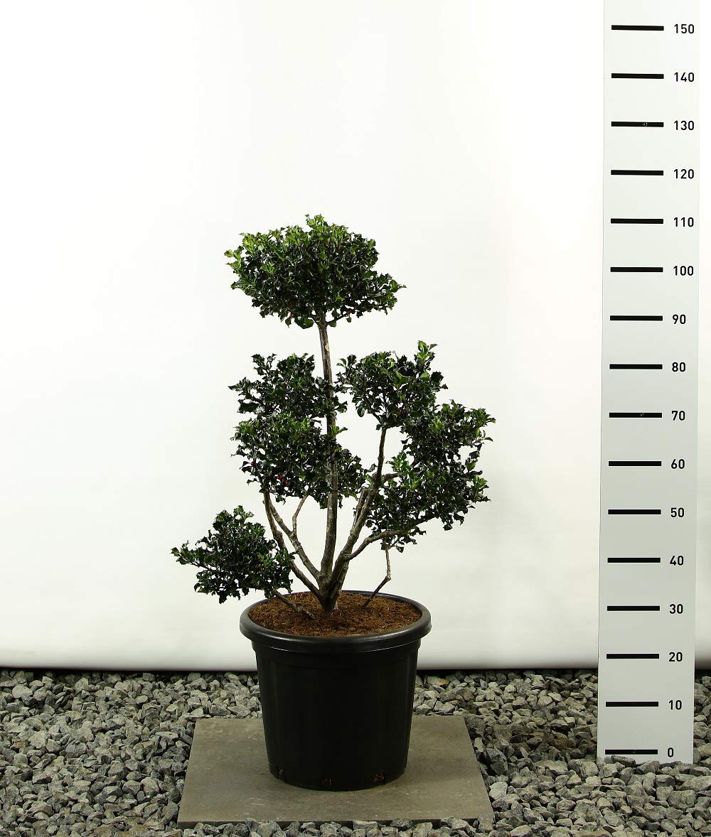 Modernes Formgehlz Stechpalme - Ilex meserveae `Blue Angel POM POM -  verschiedene Gren (80-100cm - Topf  38cm - 18Ltr. - MULTIPLATEAU) :  Amazon.de: Kche, Haushalt & Wohnen
