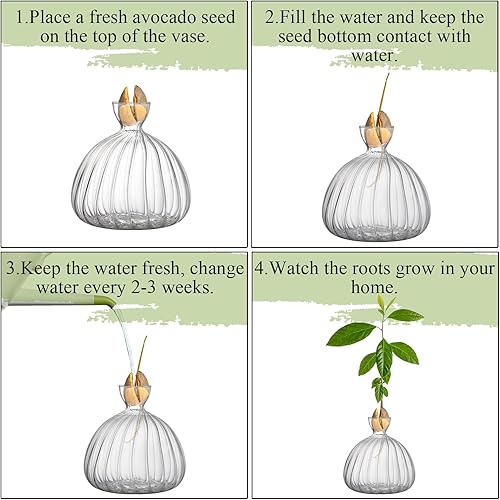 Miniatura 5 de Cididu Jarrón de iniciación de brotes de semillas de aguacate, maceta de vidrio para cultivo de árbol de aguacate, tarros de propagación de vidrio a