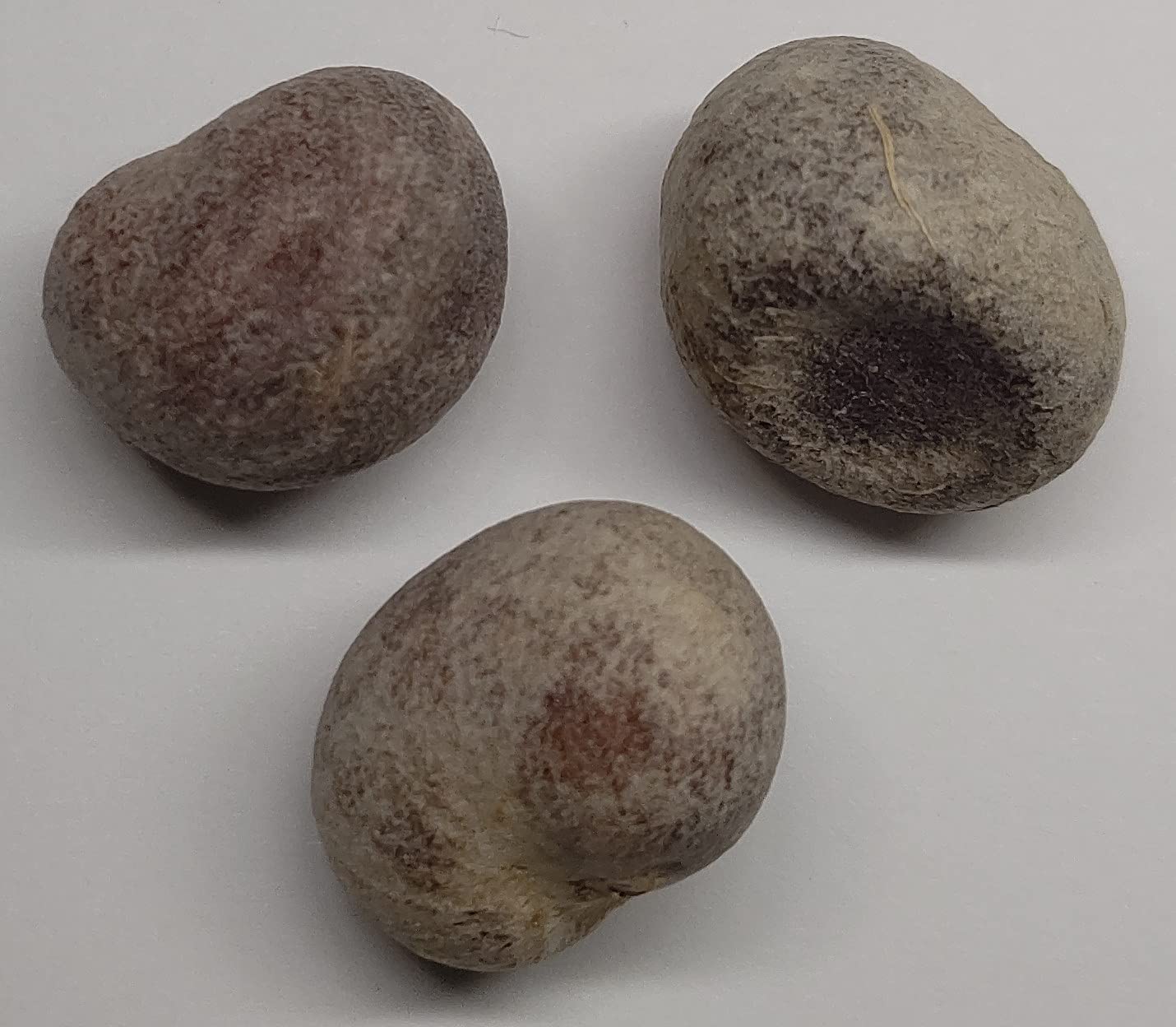 Amazon.co.jp: アダンソニア・スアレゼンシス (バオバブ) Adansonia