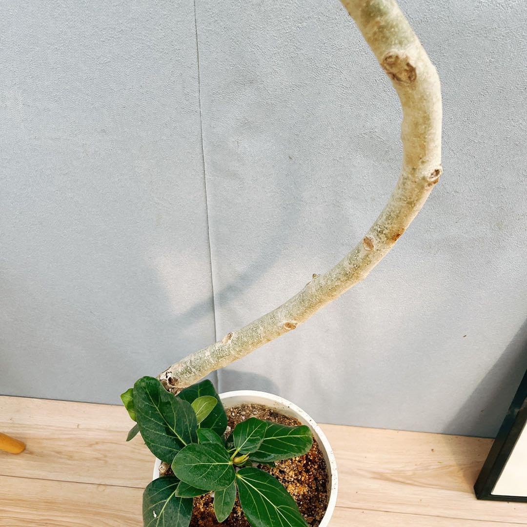 現品 33番 フィカス ベンガレンシス 曲がり 室内 大型 フィカス ゴムの