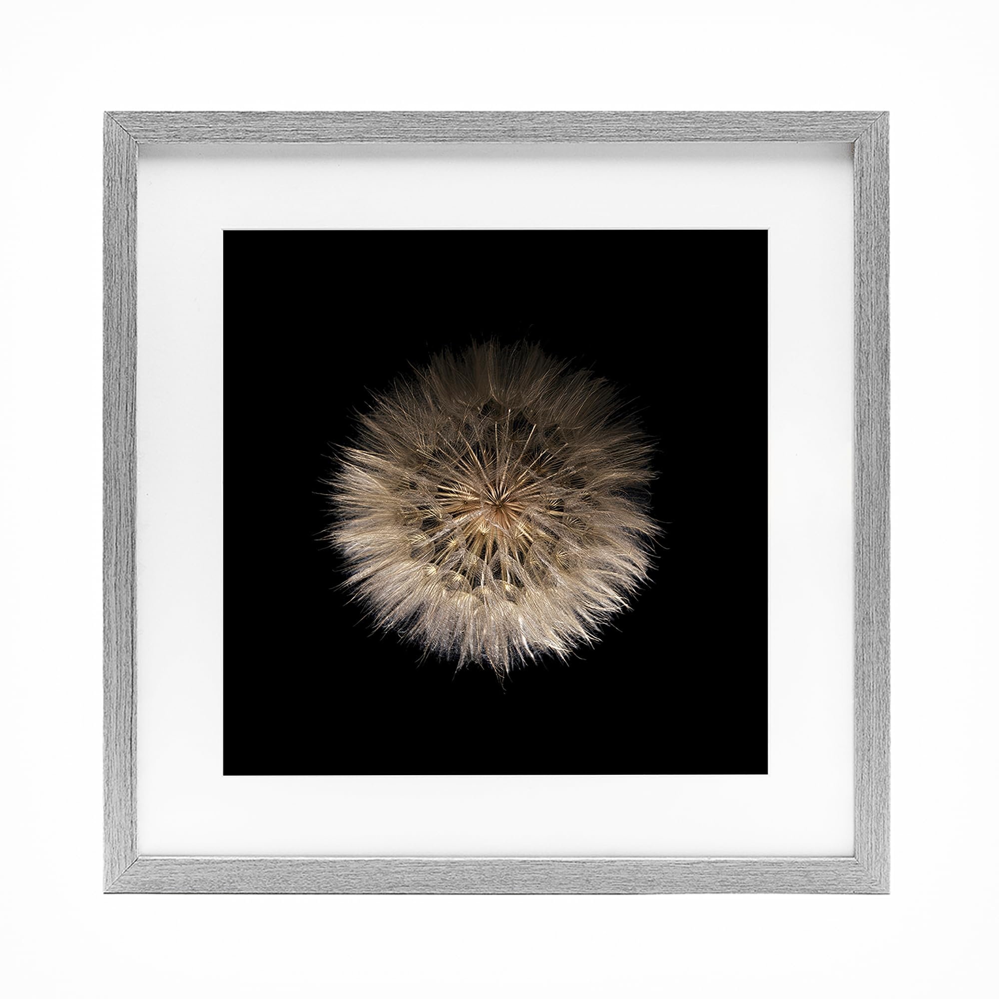 Stupell Industries Farmhouse Gray (Textured) 'Wispy Dandelion On Black'| Framed Print Under Glass