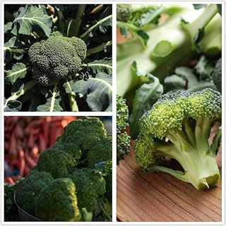 Broccoli Seeds(Organic)-Calabrese GreenCauliflower Seed(Pack of 500 Seeds), Snowball Delicious and Healthy (Green)