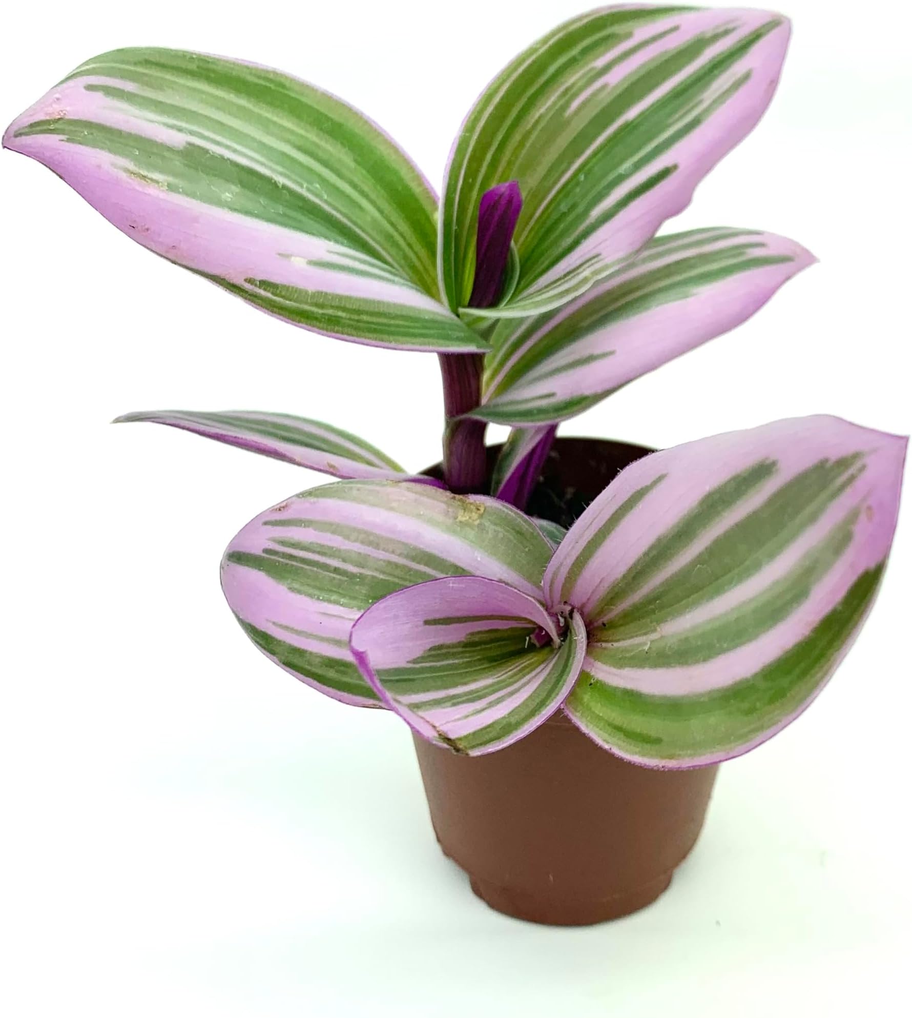 Pink Tradescantia Nanouk Small Houseplants, 2" Pot Patio, Lawn & Garden