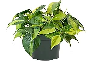 American Plant Exchange Live Philodendron Brasil 6" Pot Sweetheart Plant Heart-Leaf Plant...
