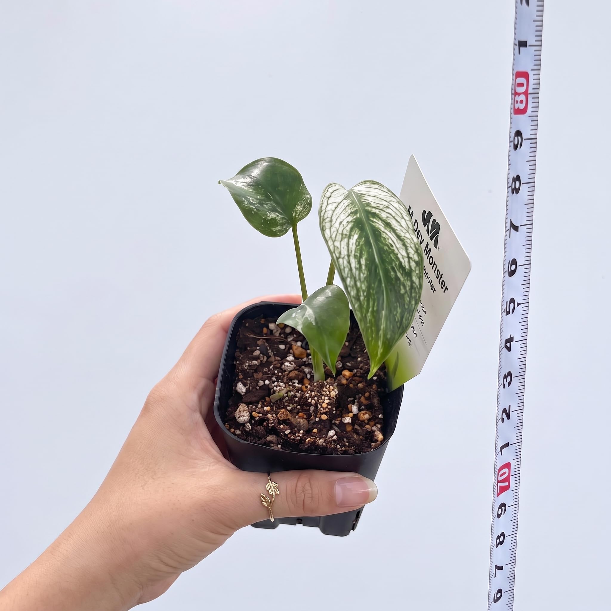 Amazon｜JolieNursery（ジョリーナーセリー）斑入りモンステラ デビル