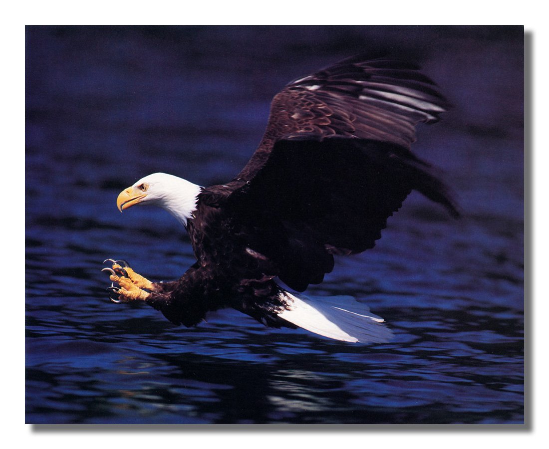 Amazon.com: American Bald Eagle Claws Lake Animal Wildlife Wall