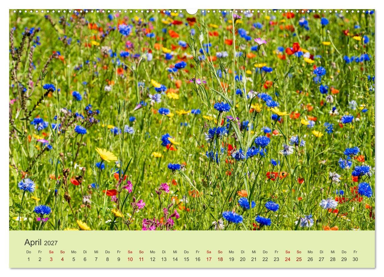 CALVENDO - Wilde Blumen - ein Spaziergang durch die Natur (hochwertiger Premium Wandkalender 2027 DIN A2 quer), Kunstdruck in Hochglanz: In den farbenfrohen Wildblumen zeigt sich die Artenvielfalt und