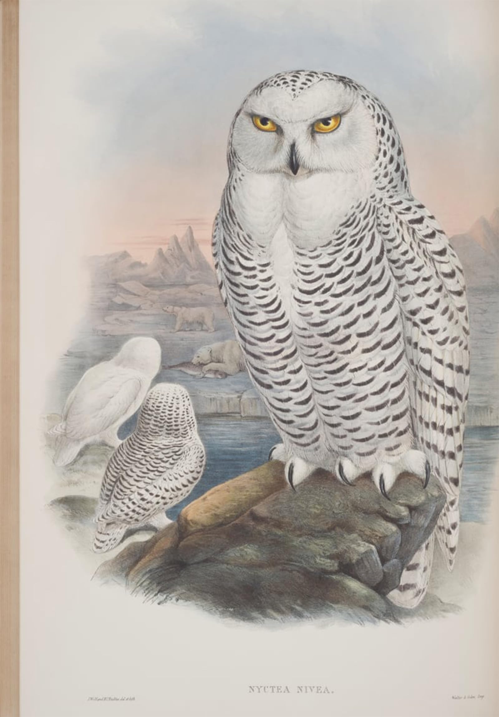Affiche decorative graffiti oiseau de John Gould pour salon - 5