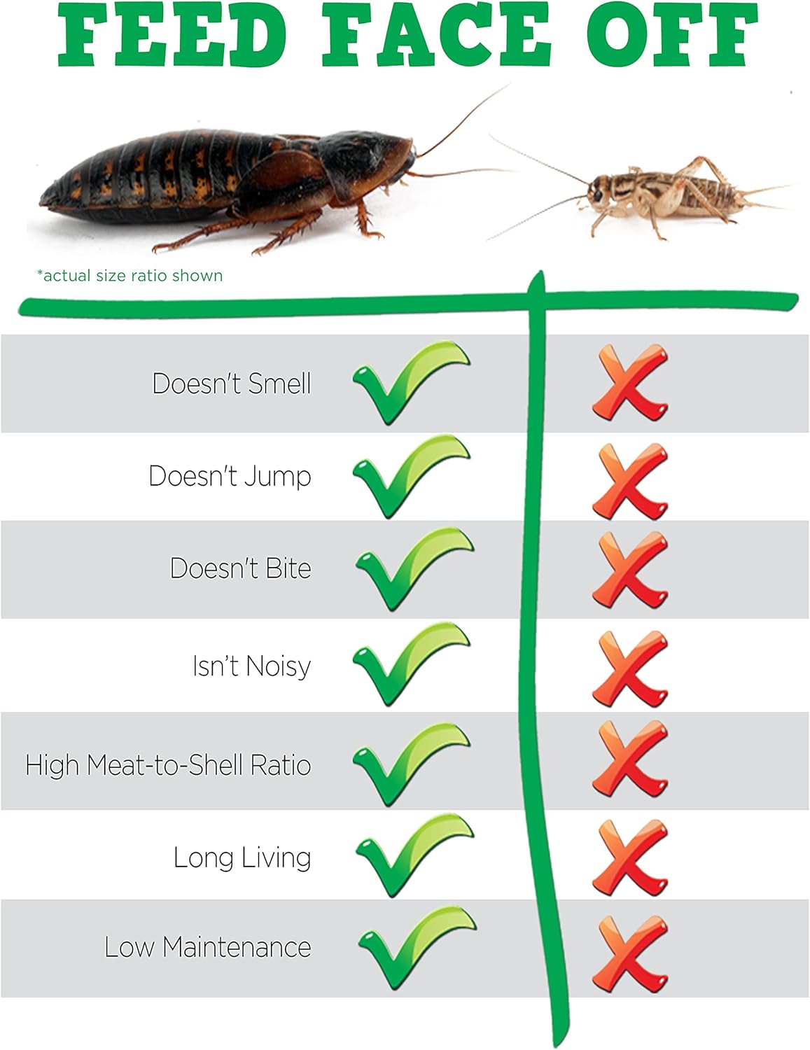The Roach Cafe Dubia Roaches 250 Small Roaches. 15% More Free