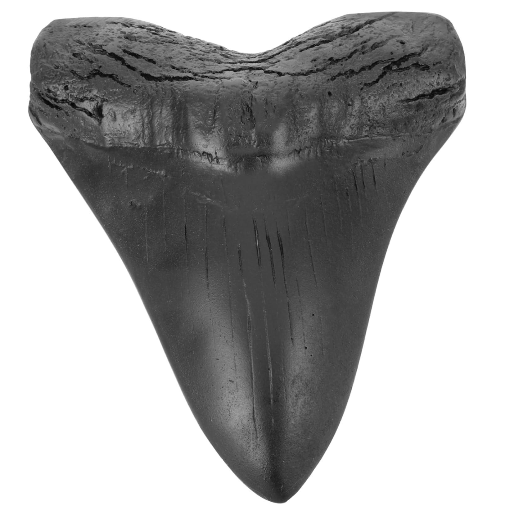 Happyyami Sharks Fossilized Genuine Retro Decor Shark Decoration Paleontological Decor Model Decor Kit Props Specimen Real Black