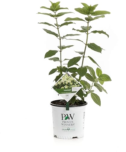 Proven Winners hortensias resistentes llamativas