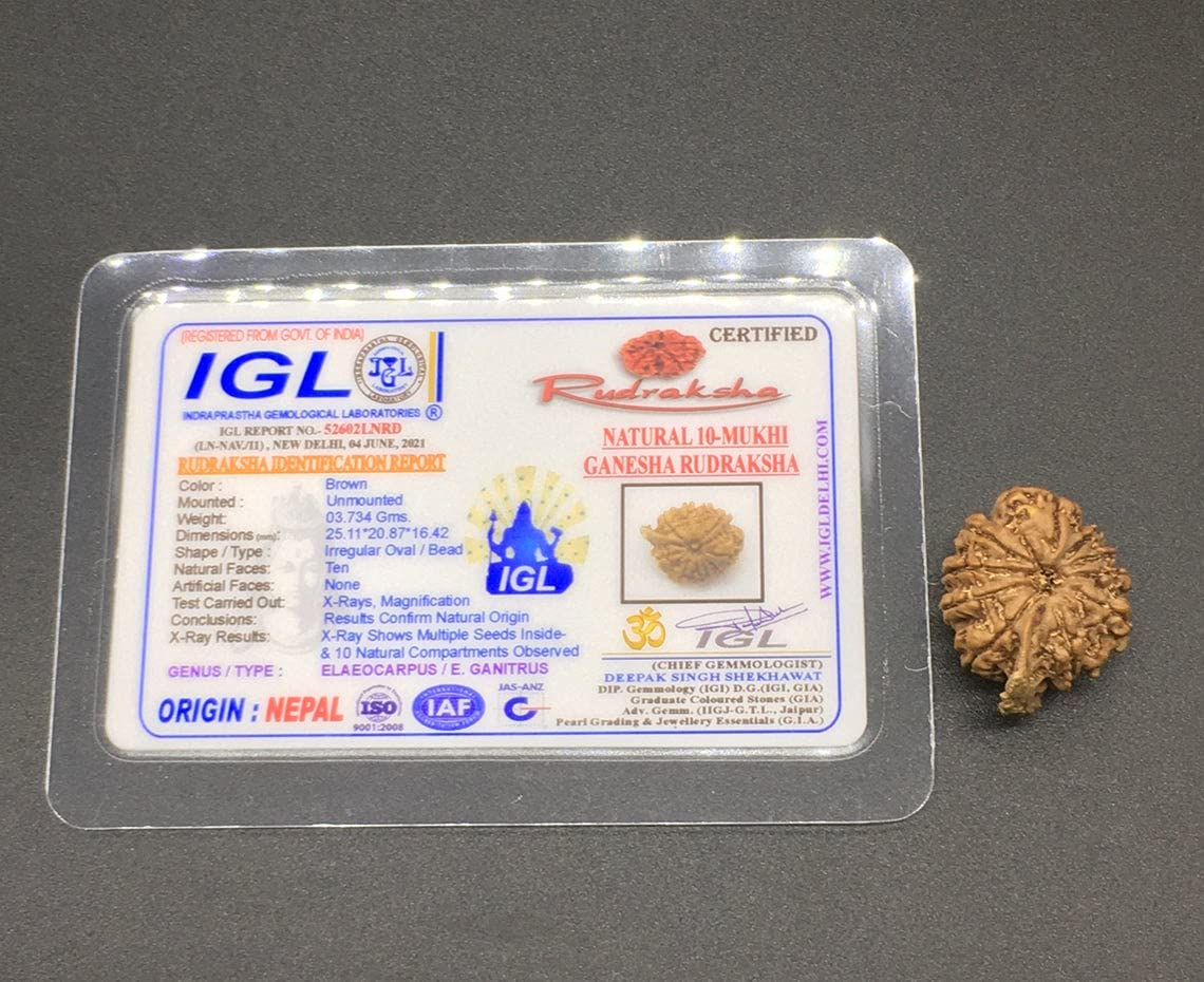 Ganesh Rudraksha de 10 Mukhi con certificado IGL una cuenta de Nepal natural y exclusiva