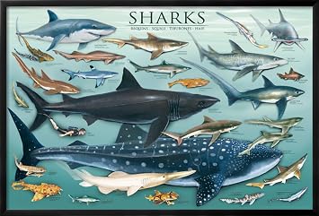 AllPosters Wall Poster Sharks on Black Frame, 36x24