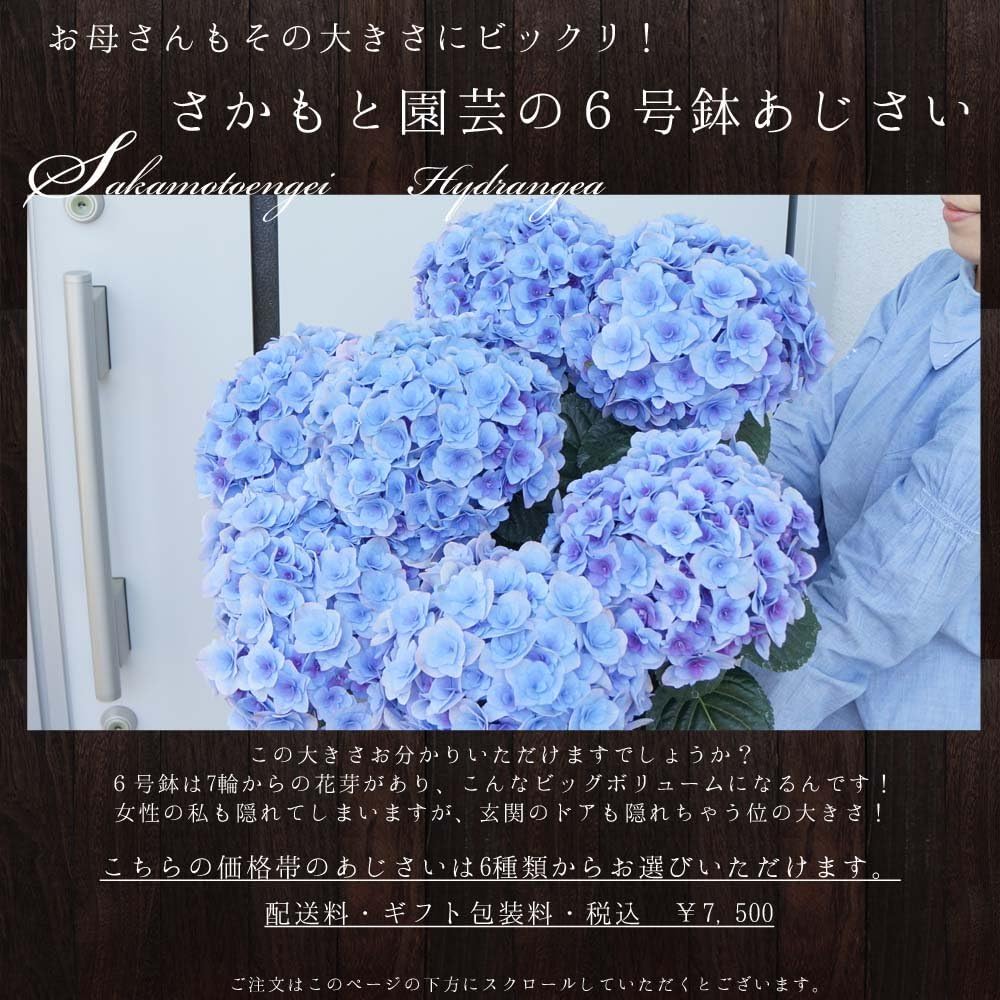 Amazon ノーブルピンク大きい6号鉢 さかもと園芸 達人のあじさい 母の日 あじさい アジサイ 紫陽花 花鉢植え 花 ギフト プレゼント 贈答品 観葉植物 オンライン通販