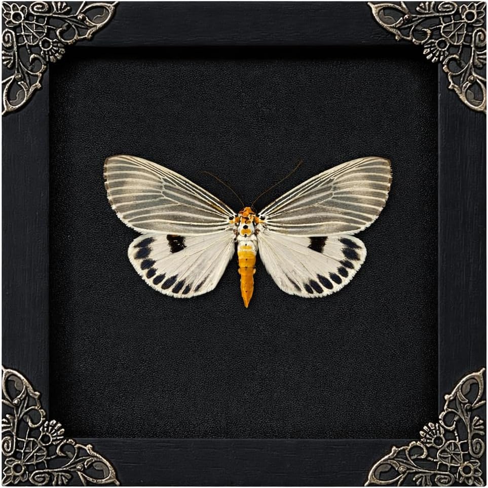 Real Butterfly Framed Wall Art, Black Background Insect Display, Entomology Specimen Shadow Box, Dark Elegant Home Decor