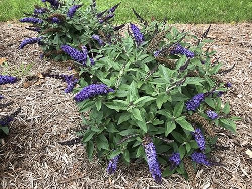 Miniatura 2 de Pugster Blue Butterfly Bush - Maceta de 4" - Buddleia - Ganadores probados