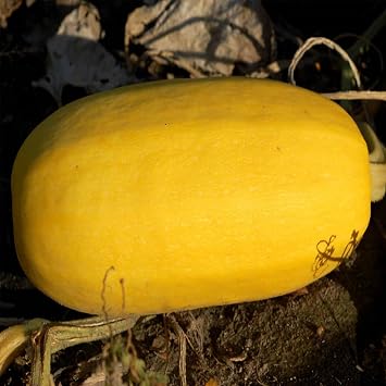 Mountain Valley Seed Co Vegetable Spaghetti Winter Squash Garden Seeds 1 Oz