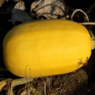 Vegetable Spaghetti Winter Squash Garden Seeds - 1 Oz - Heirloom, Non-GMO - Vegetable Gardening Seed