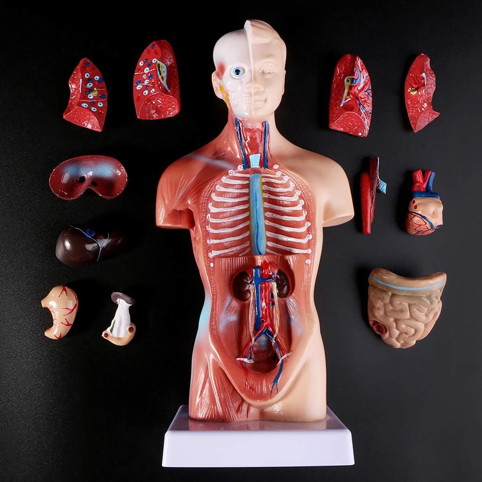 Modelo anatómico del Cuerpo Humano de 28 cm de Altura, Modelo del Torso Humano Desmontable en 15 Piezas, Herramienta Visual educativa para el Aprendizaje Escolar