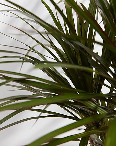 Miniatura 5 de Lively Root Marginata Dragon Tree (Dracaena), maceta de cultivo de 4 pulgadas, planta de interior viva de fácil cuidado, especie Dracaena