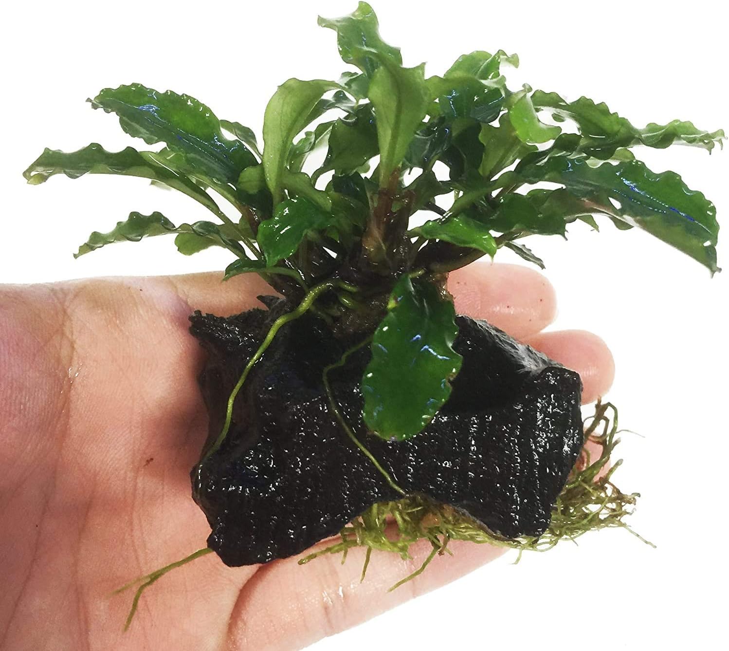 Buce | Bucephalandra Green Wavy Leaf on Driftwood Live Aquarium Plants for Freshwater Fish Tank by Greenpro