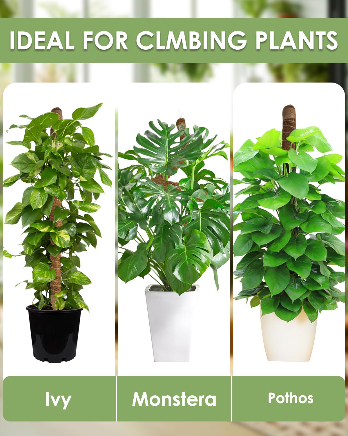 Monstera Rankhilfe 120 cm (2er Set) - Flexible Moosstab fr Monstera aus  Kokosfaser inkl. Zubehr und Pflanzensttze fr Kletterpflanzen im  Innenbereich : Amazon.de: Garten