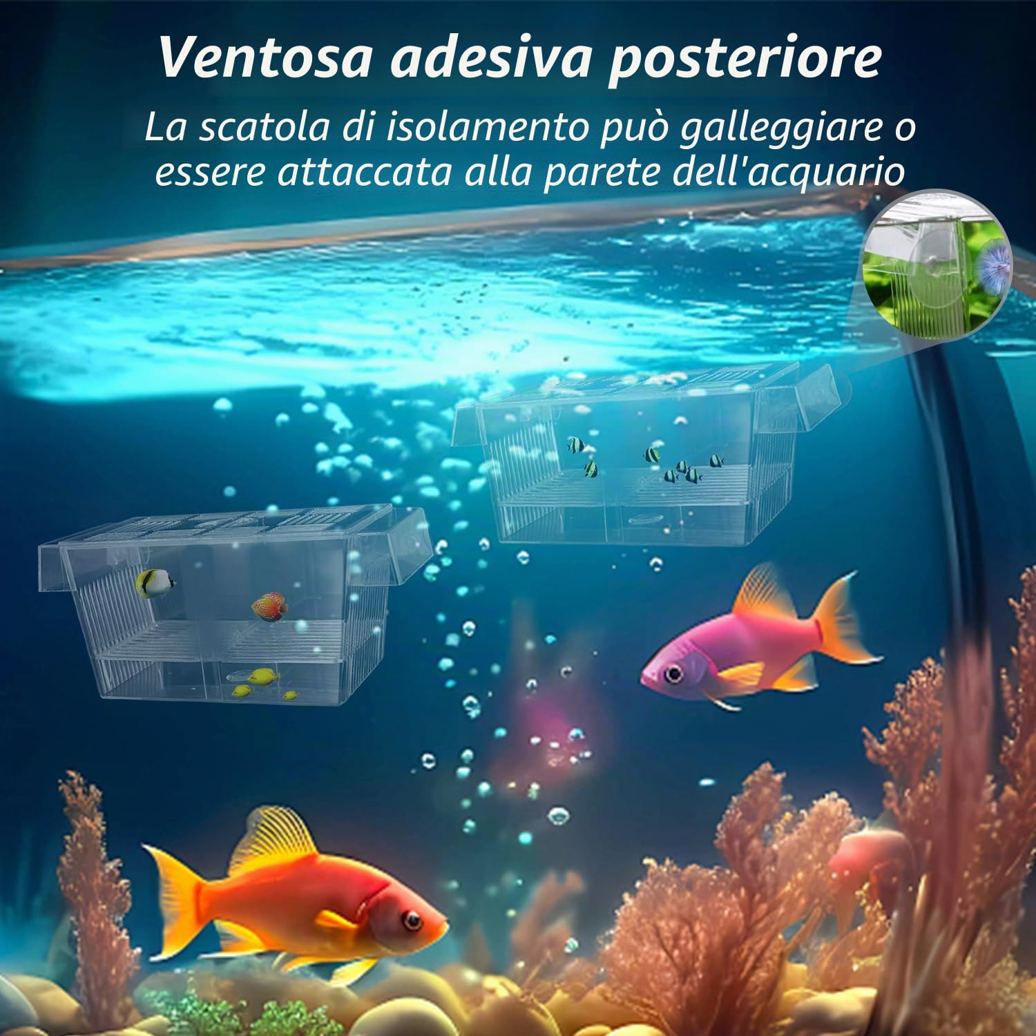 Scatola di isolamento trasparente a doppio strato, multifunzionale, galleggiante, con ventosa, per la cura di pesci piccoli nell'acquario, 12,6 x 7 x 7 cm