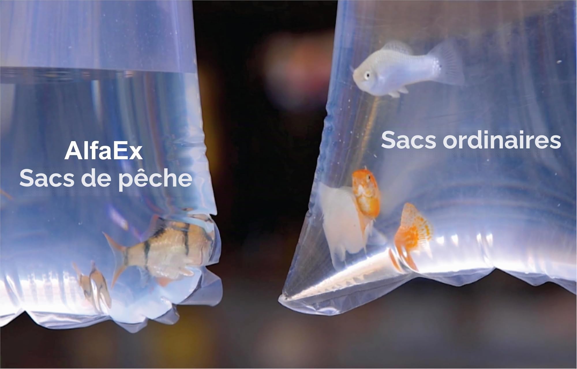 Lot de 50 sacs de pêche étanches en plastique transparent avec fond arrondi pour transport de Betta et petits poissons Calibre 200 7,6 x 35,6 cm
