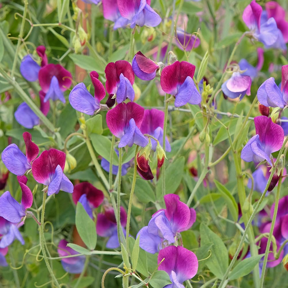 Sweet Pea Cupani Grandiflora Seeds β The Oldest Recorded Variety β Hardy Annual β for Your Beautiful Garden