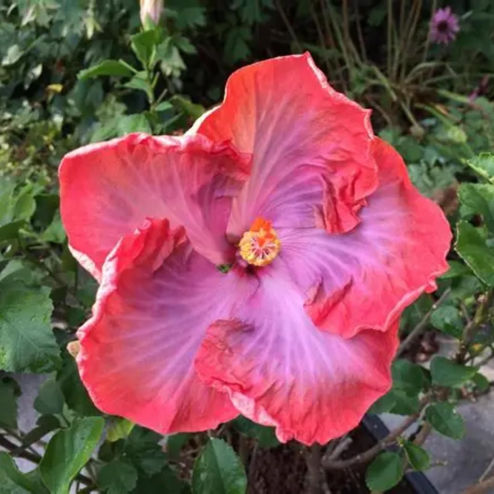 Hibiscus Rose Bulbs for UK,Potted-Plants-Rhizome,Hibiscus Plants for Garden,Excellent Display-1 Bulb-G