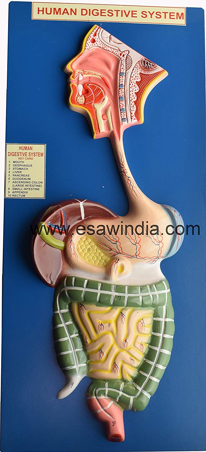 NAVKAR SYSTEMS Human Digestive Anatomical Model (B07XPB8S5G) Amazon Price History, Amazon Price Tracker