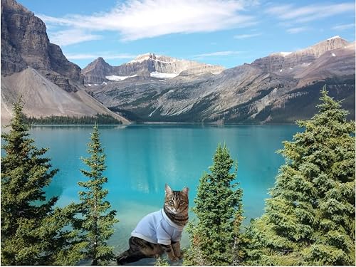 Miniatura 7 de Suéter de mono para gatos, gatitos, gatos sin pelo, perros pequeños, cachorros, ropa de gato para gatos de interior, ropa de gato, accesorios lindos