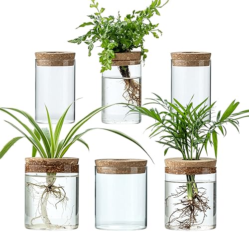 Plant Propagation Stations for Plants, 2 Size Glass Propagation Vases