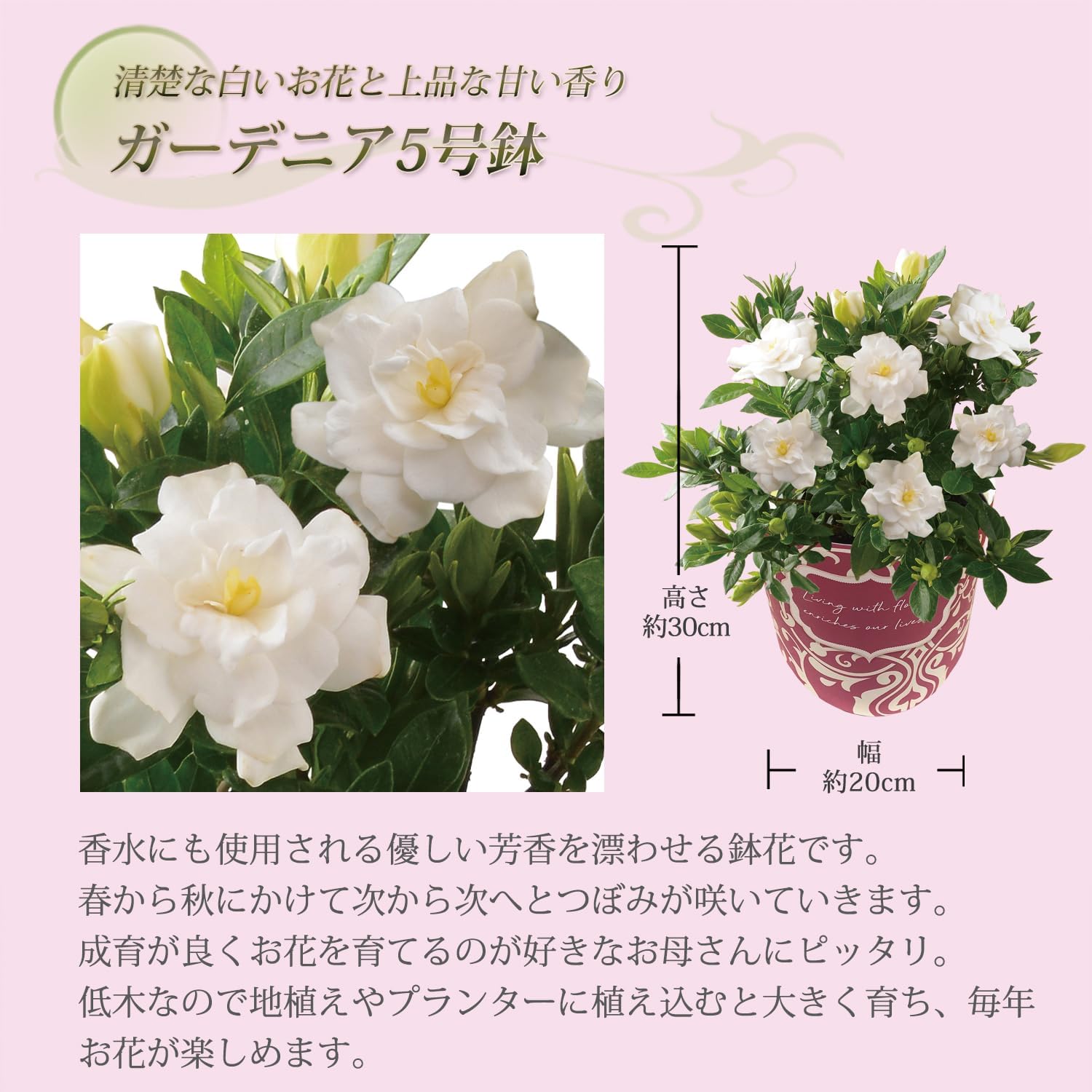 ガーデニアの花の様子