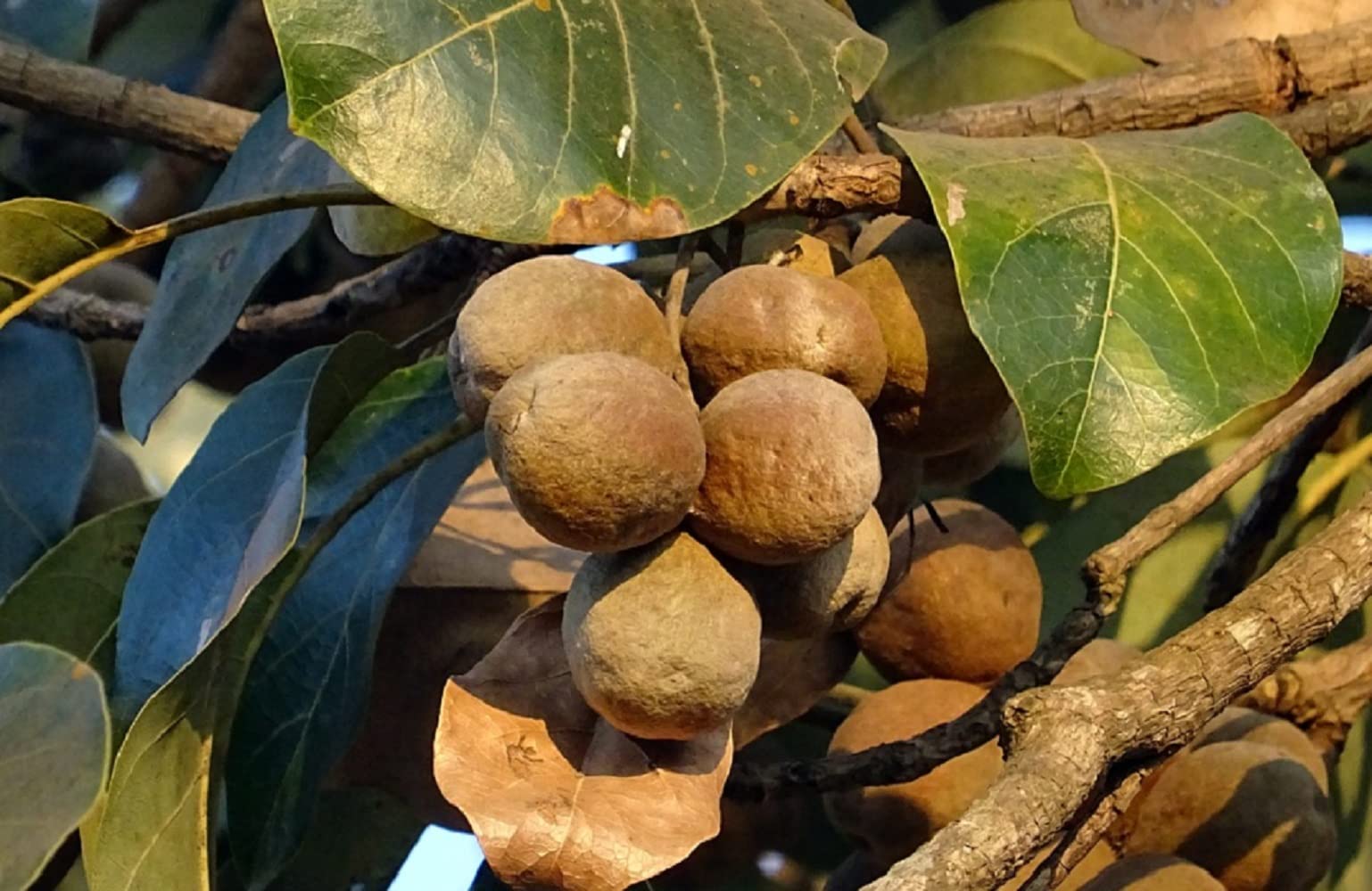 TRIPHALA - Amla, Chebula, Beleric - 180 gélules 375 MG - (BIO)