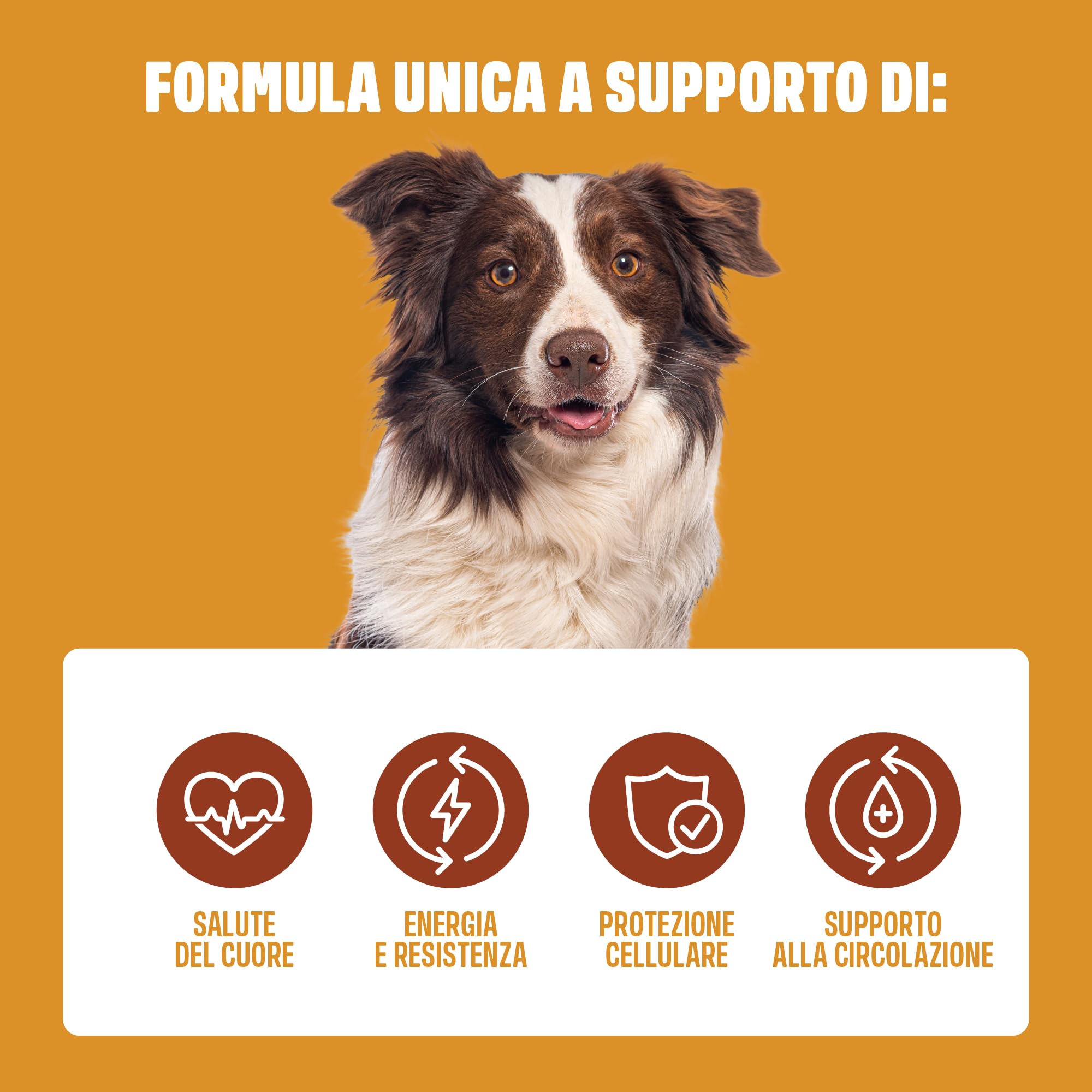ivvi Cardio per cani – 60 snack morbidi con L-carnitina, taurina, L-arginina, magnesio, olio di salmone, bacche di biancospino e melograno – funzione cardiaca, energia e vitalità – con pollo – 270 g