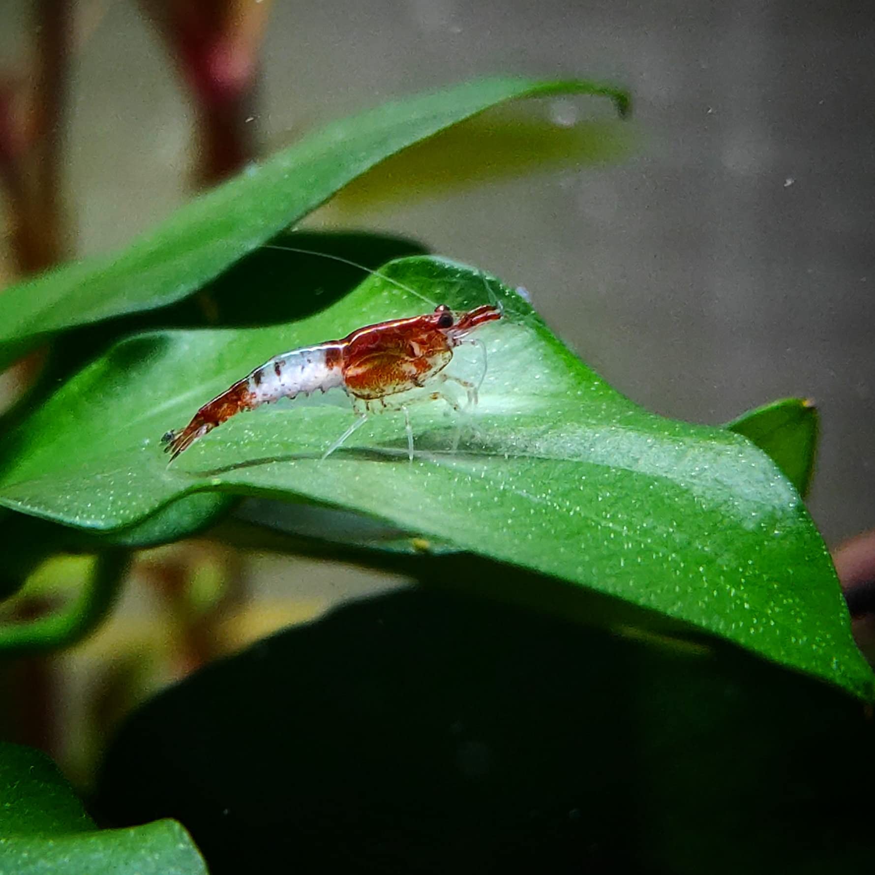Lot de 10 Crevettes Rili Sakura Rouge et 4 Écrevisses Naines | Invertébrés élevés en Bretagne France, en aquarium et uniquement dans de l'eau du robinet. Expédition rapide sécurisée